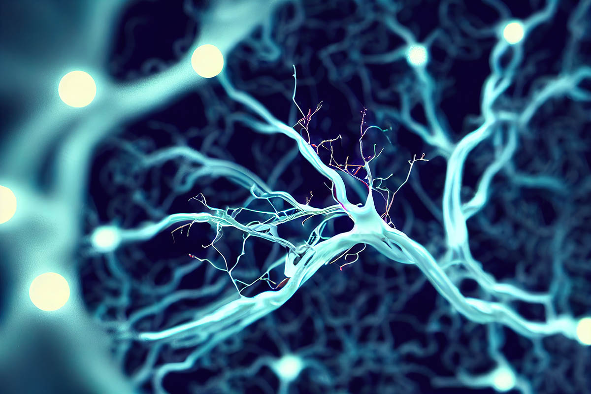 Élagage synaptique Élagage synaptique
