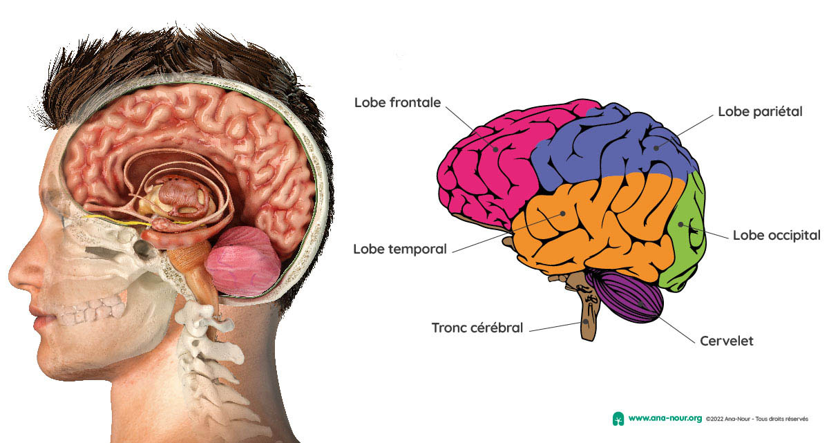 Le cerveau : les lobes