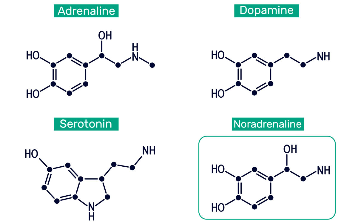 Neurotransmetteurs : Adrénaline, Sérotonine, Dopamine et Noradrénaline